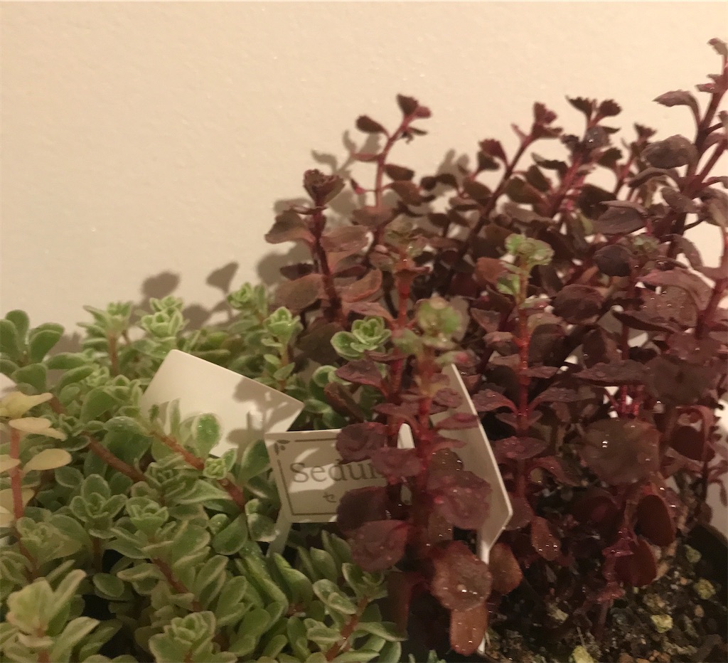 f:id:Aplaudo:20240712222046j:image