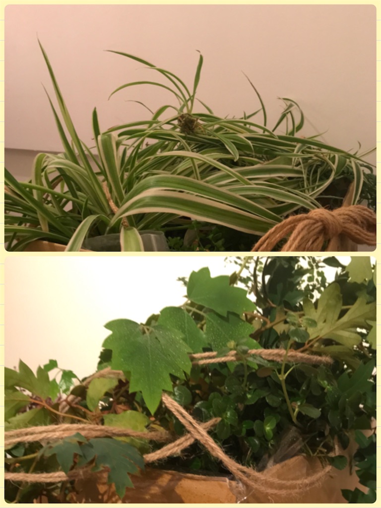 f:id:Aplaudo:20240712222049j:image