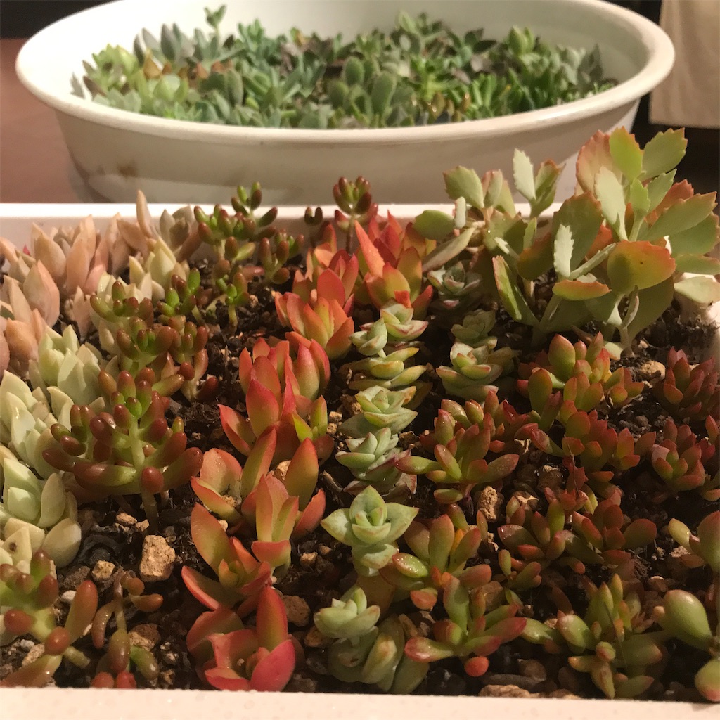 f:id:Aplaudo:20240712222052j:image