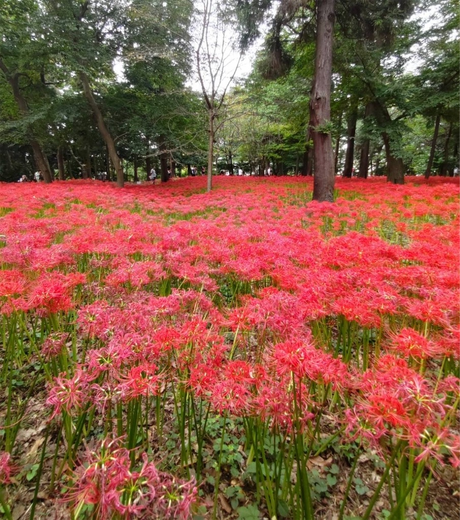 f:id:Aplaudo:20241008205833j:image