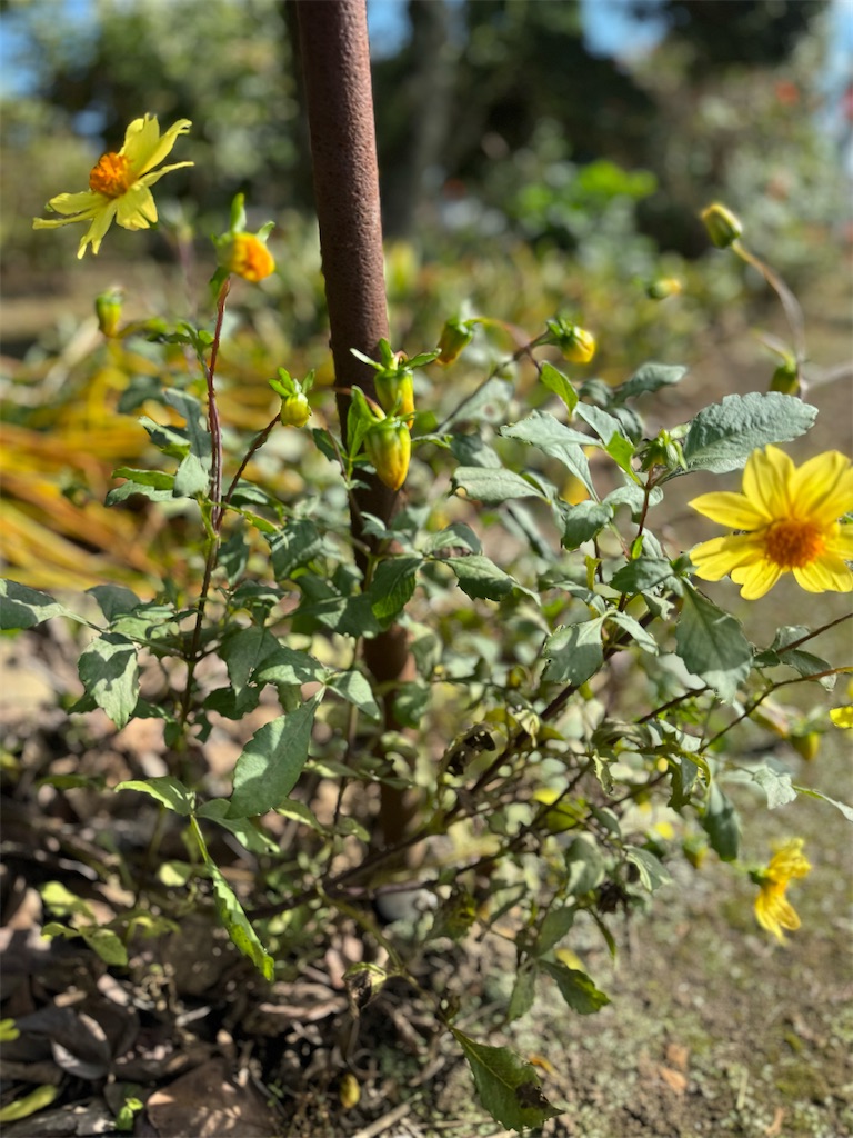 f:id:Aplaudo:20241020231036j:image