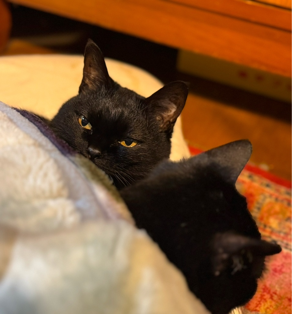 f:id:Aplaudo:20251122213649j:image