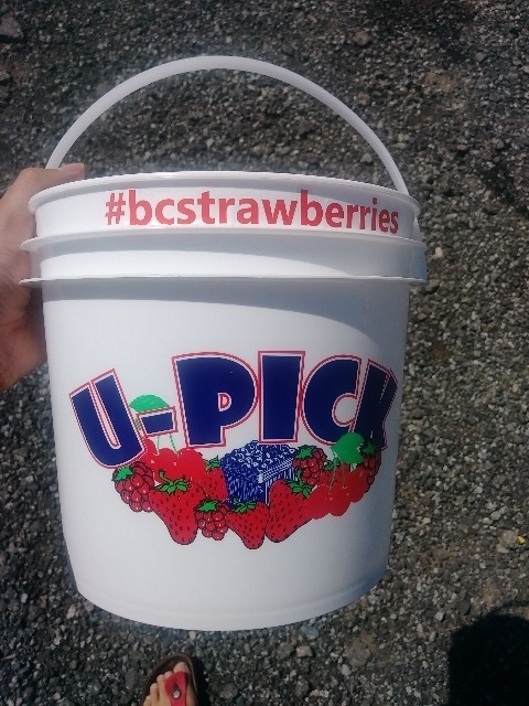 いちご狩りに行ってきました いちご狩りは英語で 英語ビジネスレベル最短への道 海外移住 海外就職ブログ