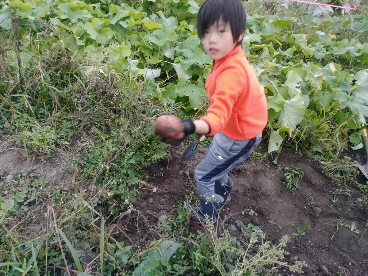 カナダ　芋ほり