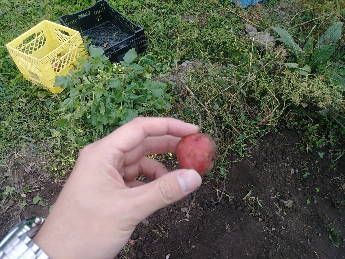 カナダ　芋ほり