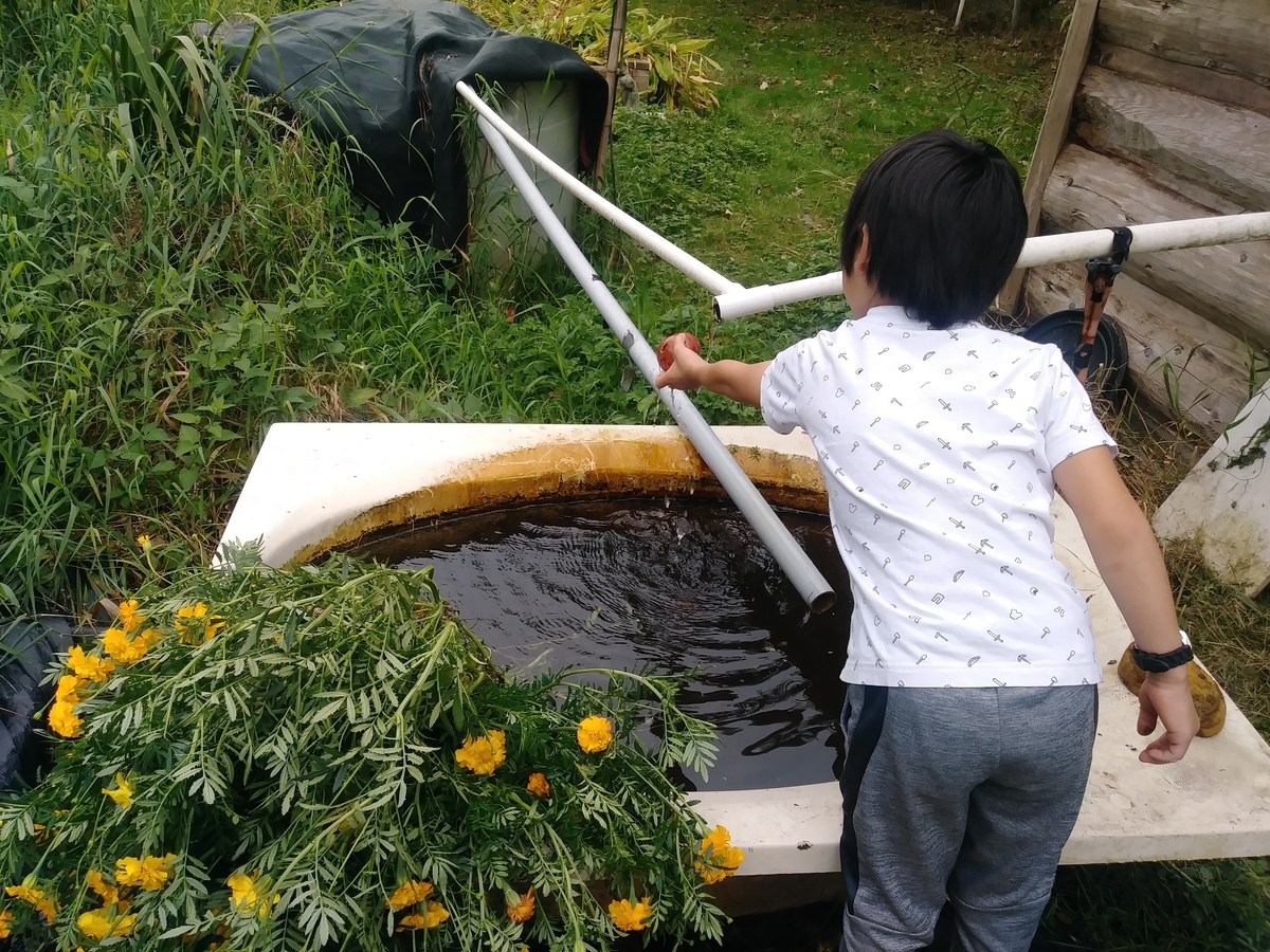 カナダ　芋ほり