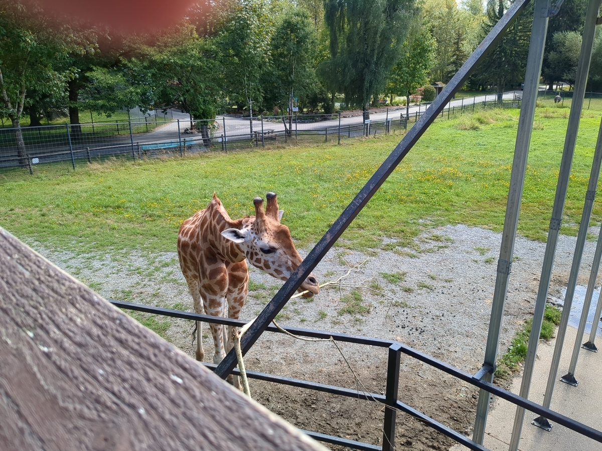 キリン