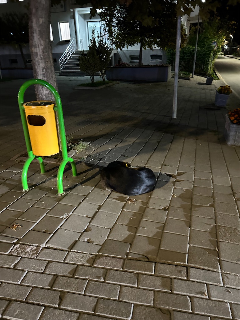 f:id:Applebee:20241105055708j:image