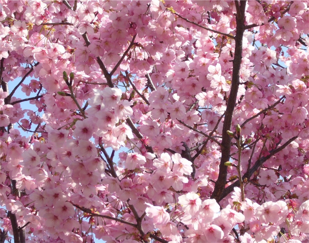 f:id:Appleminto:20180328183428j:image f:id:Appleminto:20180328183428j:image