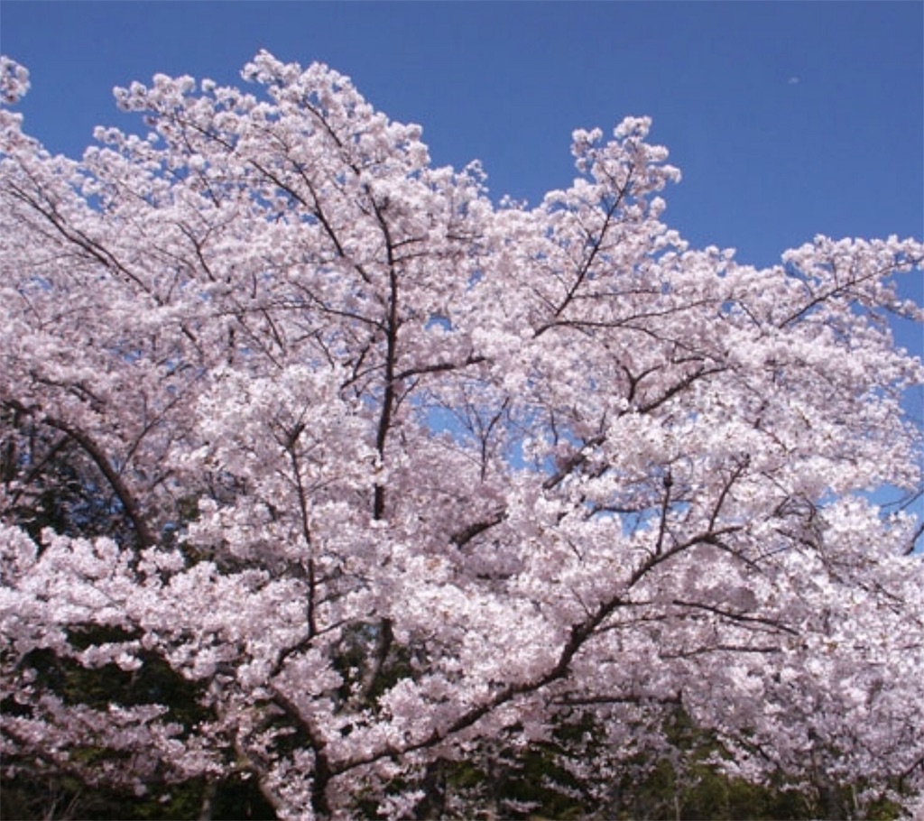 f:id:Appleminto:20180331175132j:image f:id:Appleminto:20180331175132j:image