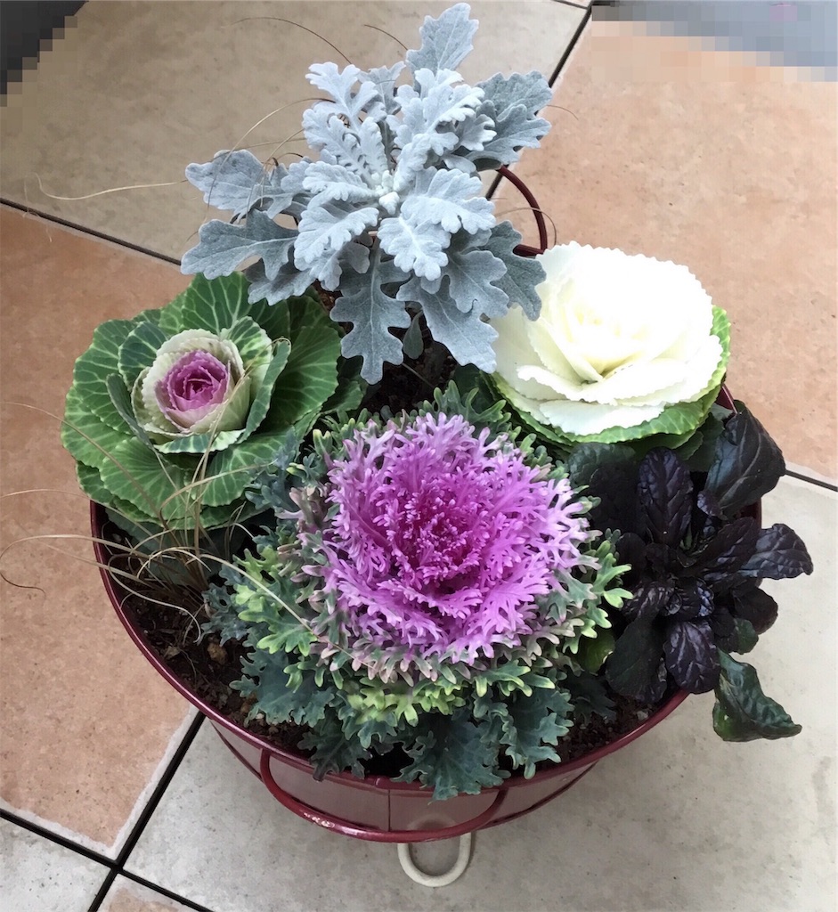 f:id:Appleminto:20190106155207j:image f:id:Appleminto:20190106155207j:image