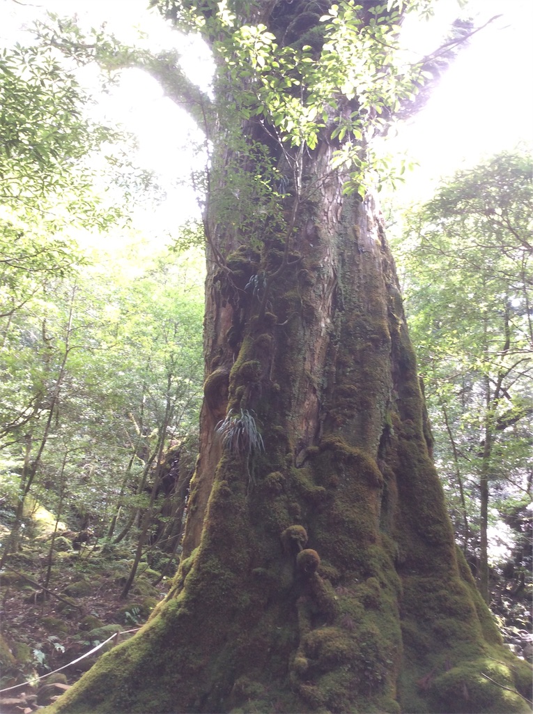 f:id:Appleminto:20191020190849j:image f:id:Appleminto:20191020190849j:image