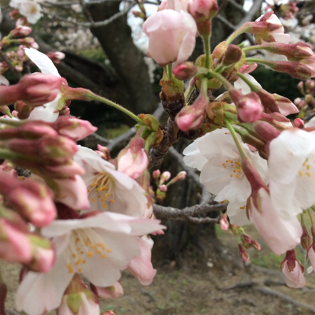 f:id:Appleminto:20200331214854j:image f:id:Appleminto:20200331214854j:image