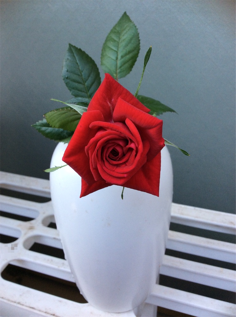 f:id:Appleminto:20200514160507j:image f:id:Appleminto:20200514160507j:image
