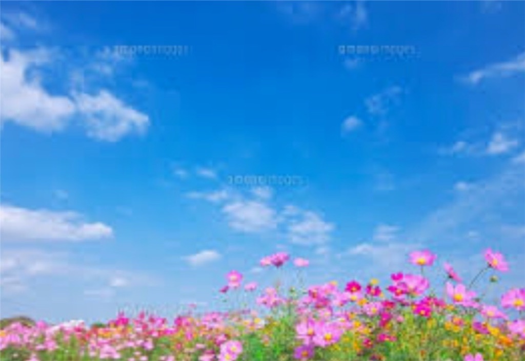 f:id:Appleminto:20201106175520j:image f:id:Appleminto:20201106175520j:image