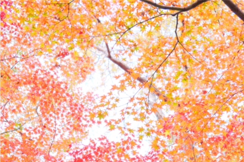 f:id:Appleminto:20201125183758j:image f:id:Appleminto:20201125183758j:image