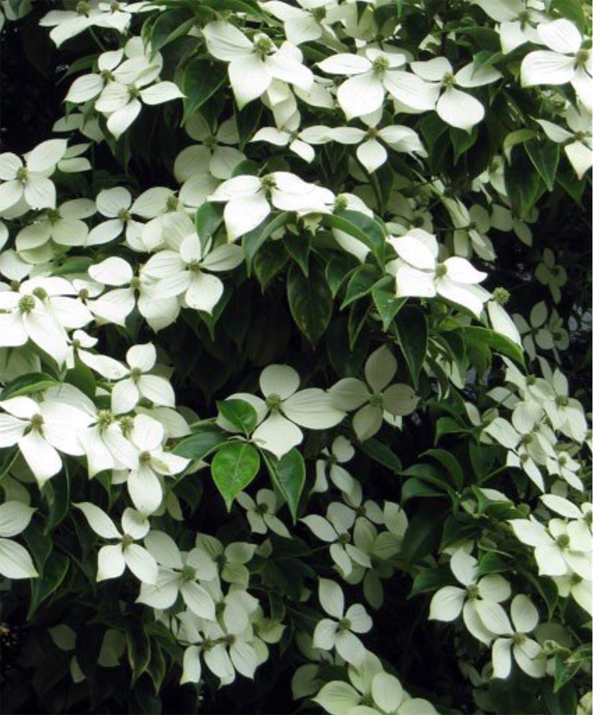 f:id:Appleminto:20210612184554j:image