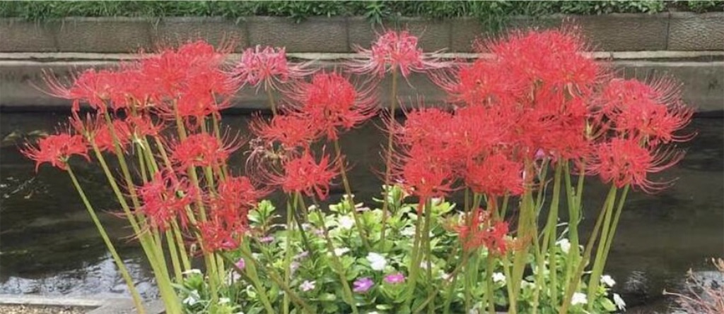 f:id:Appleminto:20210923165624j:image