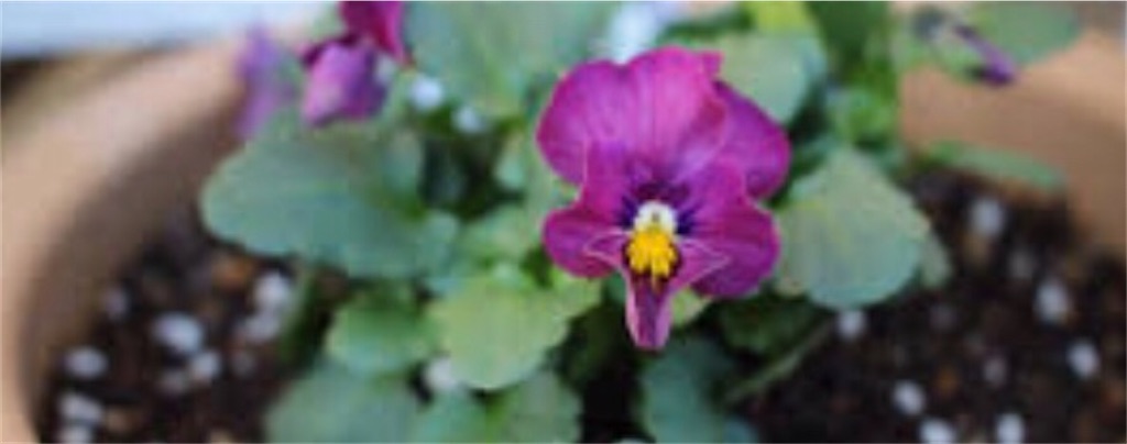 f:id:Appleminto:20221023141357j:image