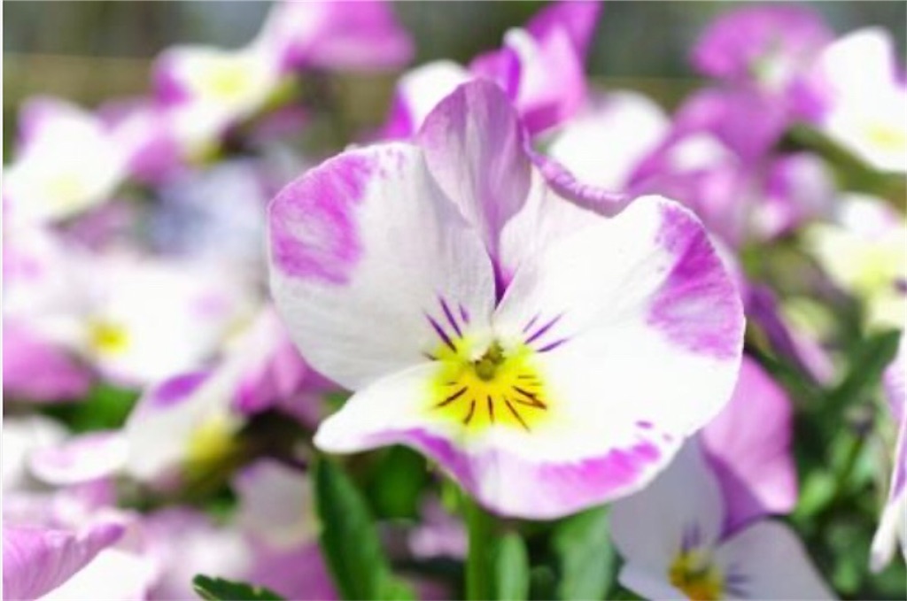f:id:Appleminto:20230210075752j:image f:id:Appleminto:20230210075752j:image