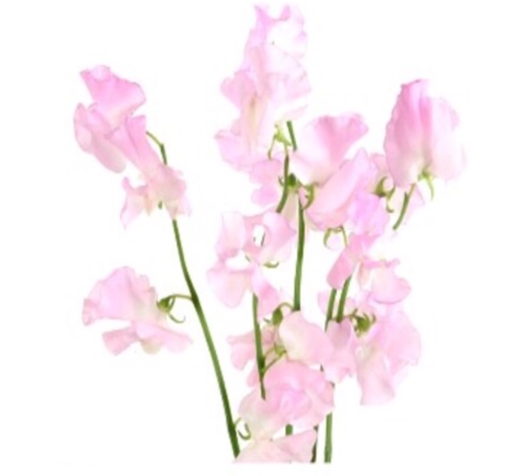 f:id:Appleminto:20231010065838j:image f:id:Appleminto:20231010065838j:image
