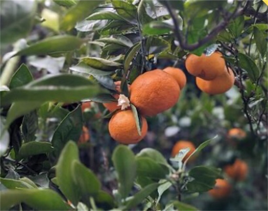 f:id:Appleminto:20231212071201j:image