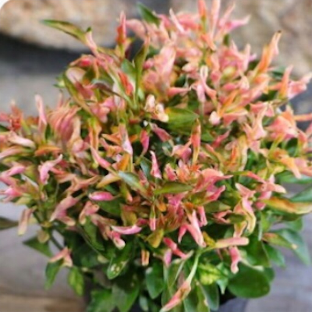 f:id:Appleminto:20241103073408j:image