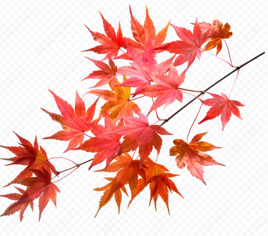 f:id:Appleminto:20251109083613j:image f:id:Appleminto:20251109083613j:image