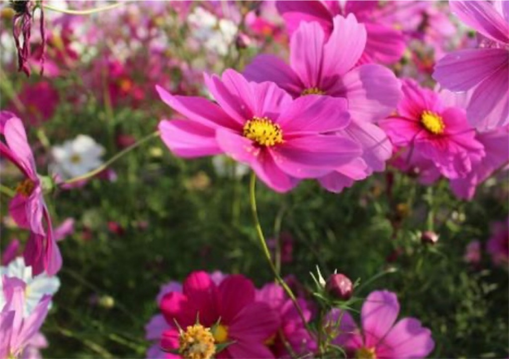 f:id:Appleminto:20251115074446j:image f:id:Appleminto:20251115074446j:image
