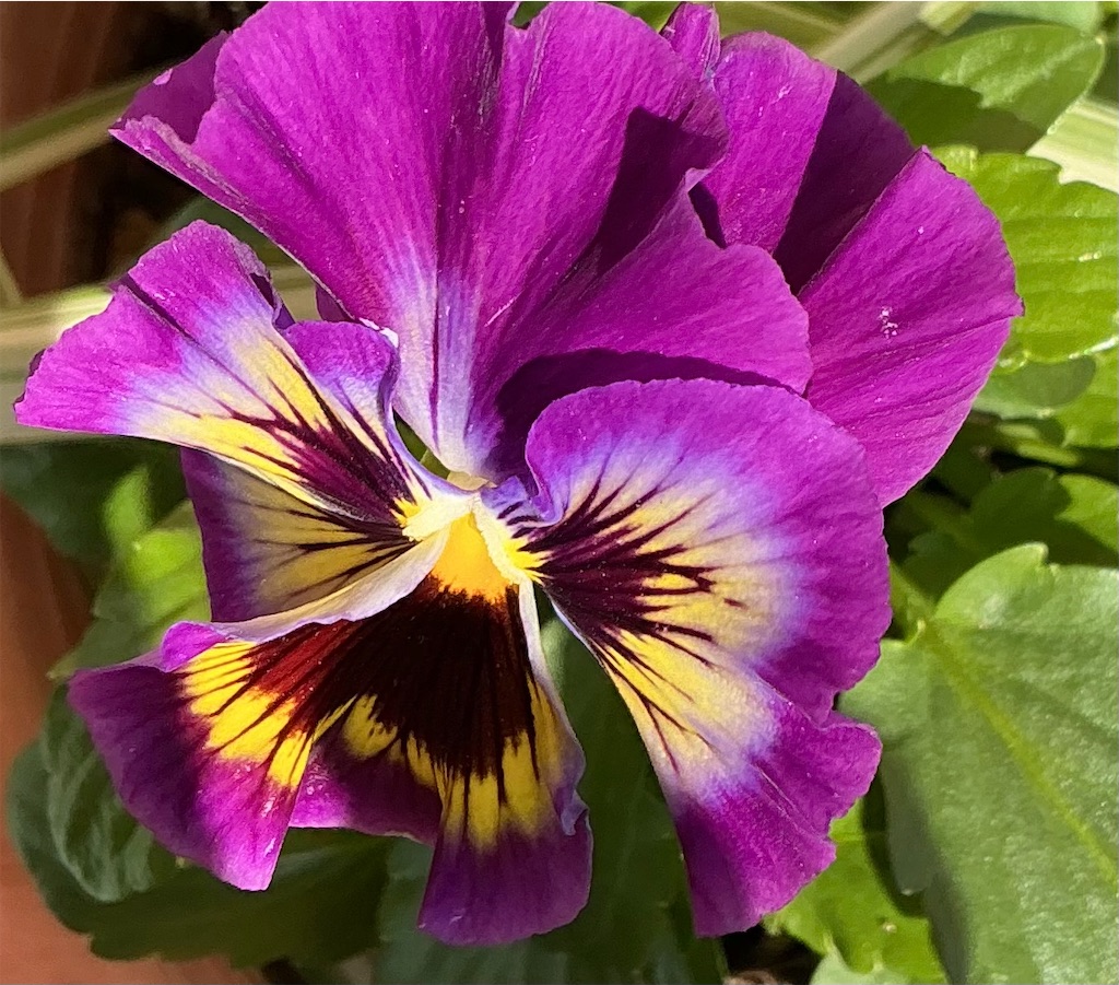 f:id:Appleminto:20251123070251j:image f:id:Appleminto:20251123070251j:image
