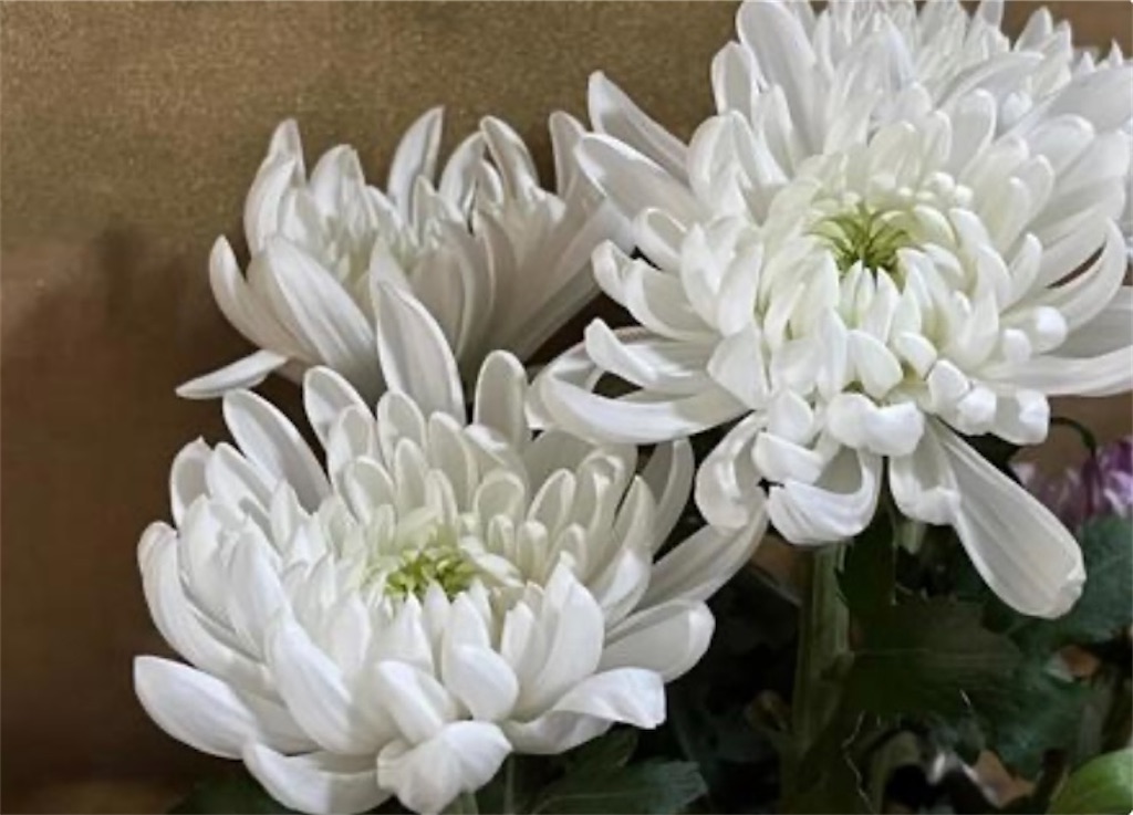 f:id:Appleminto:20260725083710j:image f:id:Appleminto:20260725083710j:image