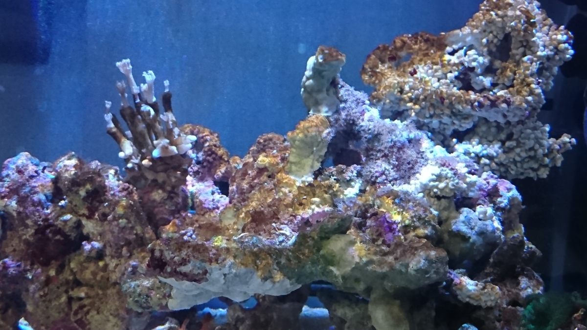 コケ 苔 茶ゴケ Aquarium Land