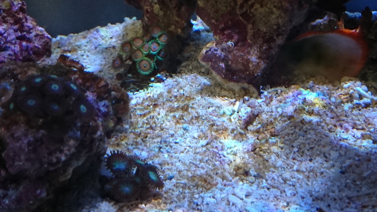 Aquarium Land