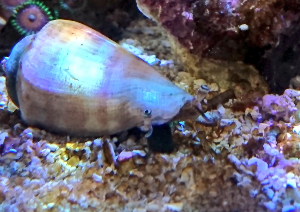 Aquarium Land