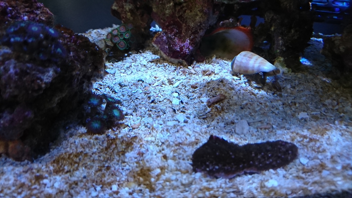 Aquarium Land