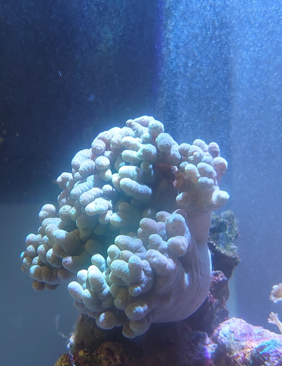 ニシキテグリ ナグラトサカお迎え Aquarium Land