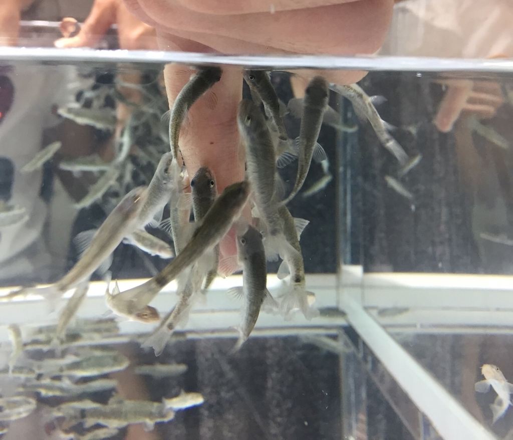 f:id:Aquarium_Isoko:20181025173139j:plain