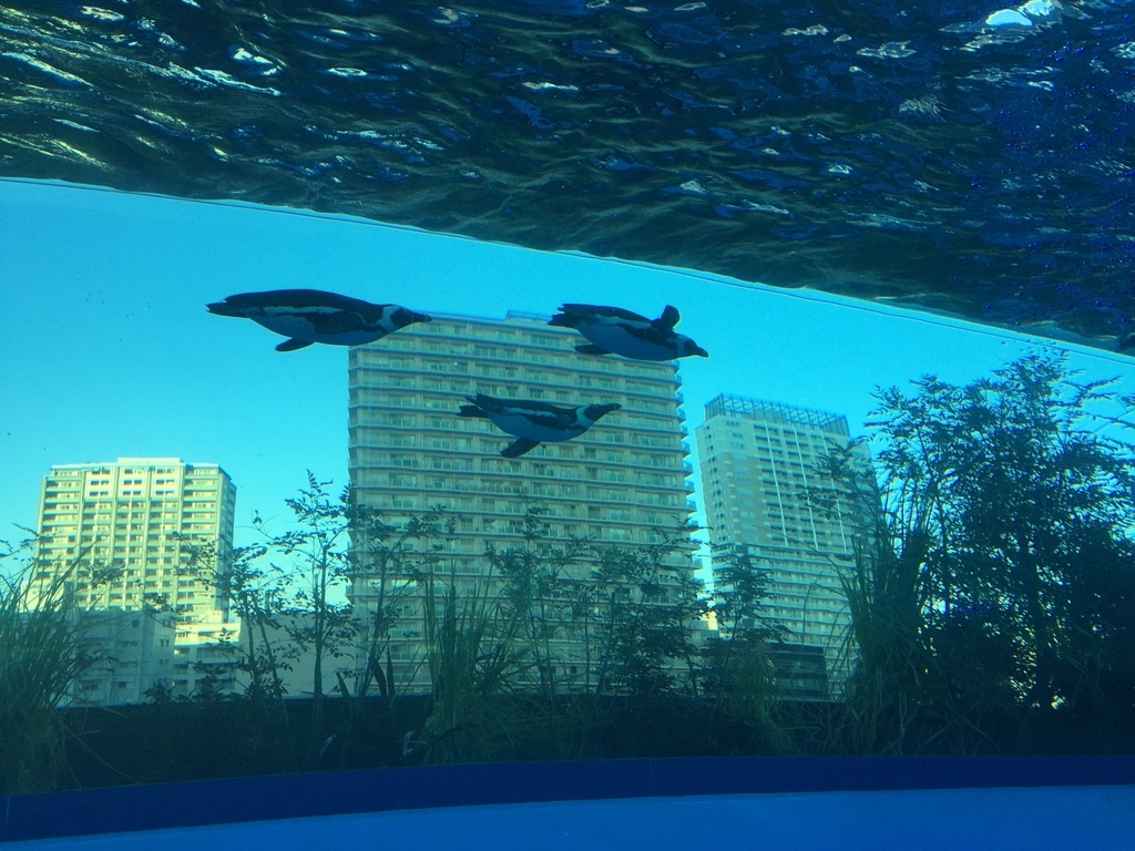 f:id:Aquarium_Isoko:20181025173259j:plain