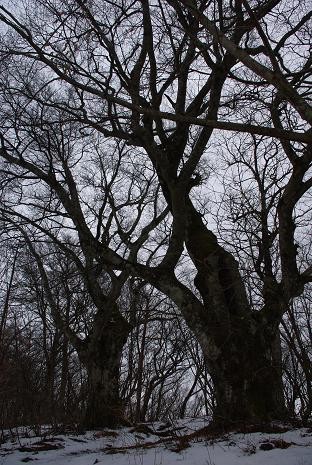 f:id:Argon:20090309124557j:image