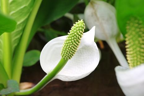 f:id:Argon:20090413163142j:image:w450 f:id:Argon:20090413163142j:image:w450