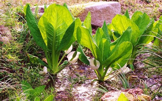 f:id:Argon:20090413163534j:image:w460 f:id:Argon:20090413163534j:image:w460