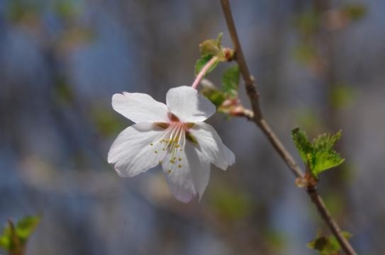 f:id:Argon:20090429133558j:image:w460 f:id:Argon:20090429133558j:image:w460