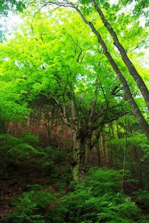 f:id:Argon:20090510161042j:image