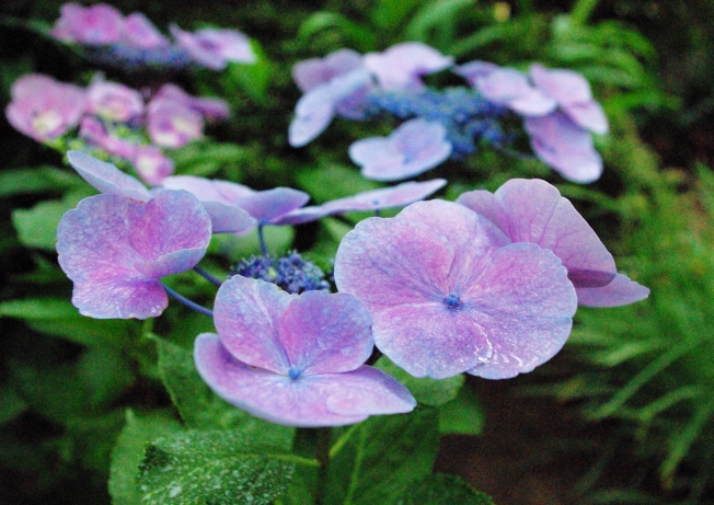 f:id:Argon:20090622223656j:image:w460