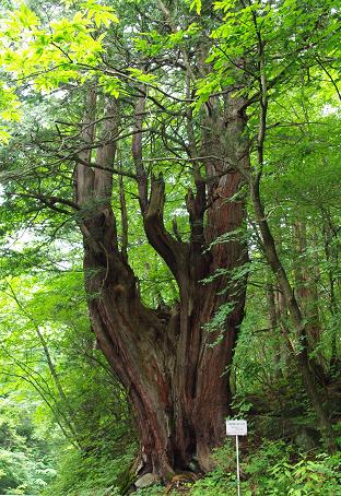 f:id:Argon:20090712151153j:image