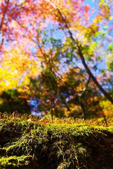 f:id:Argon:20091028182952j:image:w312