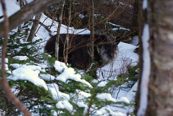 f:id:Argon:20091203222244j:image