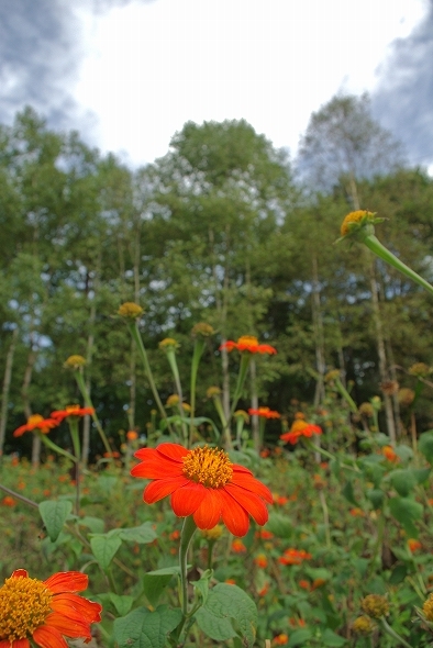 f:id:Argon:20100910201422j:image