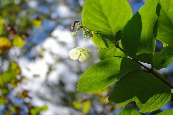 f:id:Argon:20100926211002j:image