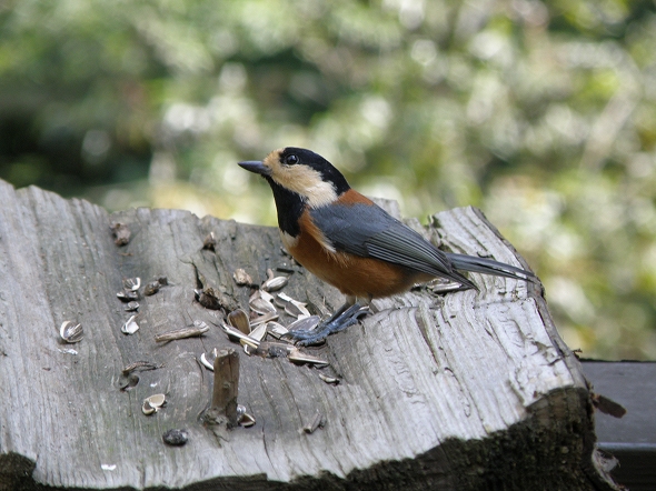 f:id:Argon:20101003205646j:image